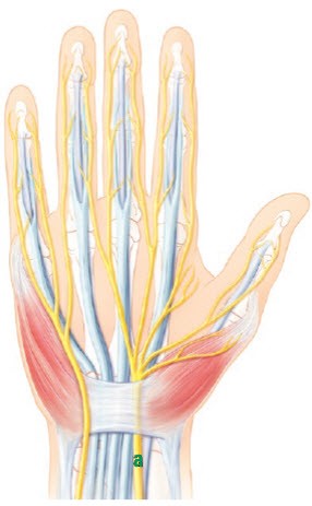 Karpaltunnelsyndrom (Carpal-Tunnel-Syndrom) | Schulthess Klinik